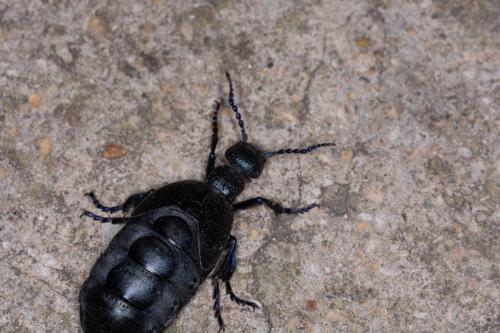 Meloe sp.
